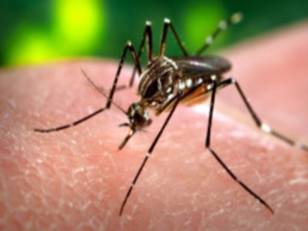 mosquito da dengue